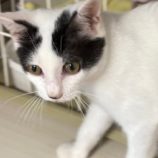 9月14日の新田店に参加する猫のへやの保護猫01