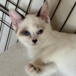 9月14日の新田店に参加する猫のへやの保護猫02