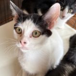 9月14日の新田店に参加する猫のへやの保護猫03