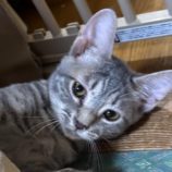 9月14日の新田店に参加する猫のへやの保護猫04