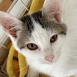 9月14日の新田店に参加する猫のへやの保護猫05