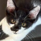 9月14日の新田店に参加する猫のへやの保護猫06