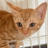 9月14日の新田店に参加する猫のへやの保護猫07