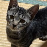 9月14日の新田店に参加する猫のへやの保護猫09