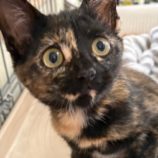 9月14日の新田店に参加する猫のへやの保護猫10