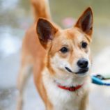 9月28日の新田店に参加する命こそ宝の保護犬02