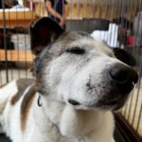 9月28日の新田店に参加する命こそ宝の保護犬03