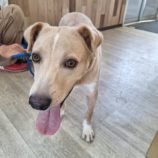 9月28日の新田店に参加する命こそ宝の保護犬04