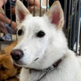 9月28日の新田店に参加する命こそ宝の保護犬05