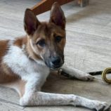 9月28日の新田店に参加する命こそ宝の保護犬06