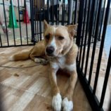 9月28日の新田店に参加する命こそ宝の保護犬07