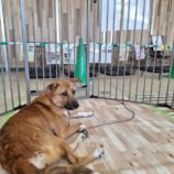 9月28日の新田店に参加する命こそ宝の保護犬09