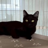 9月21日の新田店に参加する猫びよりの保護猫01