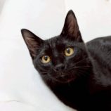 9月21日の新田店に参加する猫びよりの保護猫02