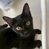 9月21日の新田店に参加する猫びよりの保護猫03