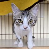 9月21日の新田店に参加する猫びよりの保護猫04