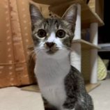 9月21日の新田店に参加する猫びよりの保護猫05