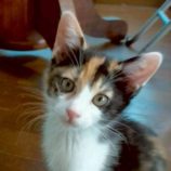 9月21日の新田店に参加する猫びよりの保護猫06