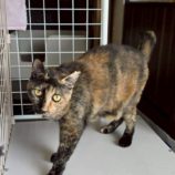 9月21日の新田店に参加する猫びよりの保護猫07