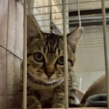 9月21日の新田店に参加する猫びよりの保護猫09