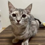 9月21日の新田店に参加する猫びよりの保護猫10