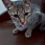 9月21日の新田店に参加する猫びよりの保護猫11