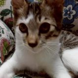 9月21日の新田店に参加する猫びよりの保護猫12