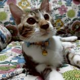 9月21日の新田店に参加する猫びよりの保護猫19