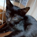 9月21日の新田店に参加する猫びよりの保護猫20