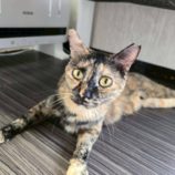 9月21日の新田店に参加する猫びよりの保護猫23