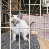 9月21日の新田店に参加する猫びよりの保護猫24