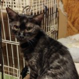 9月28日の小山店に参加するにゃんこの大冒険の保護猫02