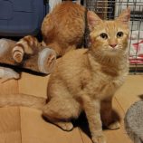 9月28日の小山店に参加するにゃんこの大冒険の保護猫03