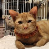 9月28日の小山店に参加するにゃんこの大冒険の保護猫04