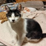 9月28日の小山店に参加するにゃんこの大冒険の保護猫05