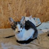 9月28日の小山店に参加するにゃんこの大冒険の保護猫06