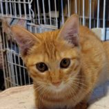 9月28日の小山店に参加するにゃんこの大冒険の保護猫07