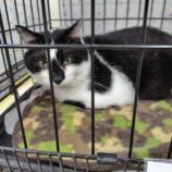 9月28日の小山店に参加するにゃんこの大冒険の保護猫08