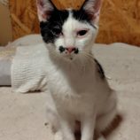 9月28日の小山店に参加するにゃんこの大冒険の保護猫09