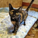 9月28日の小山店に参加するにゃんこの大冒険の保護猫10