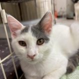 9月20日の八千代店に参加する花ねこ千葉の保護猫01