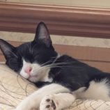 9月20日の八千代店に参加する花ねこ千葉の保護猫04