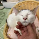 9月20日の八千代店に参加する花ねこ千葉の保護猫05