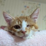 9月20日の八千代店に参加する花ねこ千葉の保護猫06