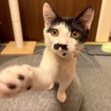 9月20日の八千代店に参加する花ねこ千葉の保護猫07