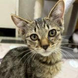 9月20日の八千代店に参加する花ねこ千葉の保護猫08