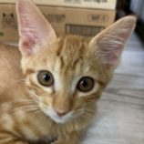 9月20日の八千代店に参加する花ねこ千葉の保護猫09