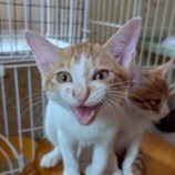 9月20日の八千代店に参加する花ねこ千葉の保護猫10