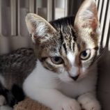 9月20日の八千代店に参加する花ねこ千葉の保護猫11