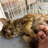 9月20日の八千代店に参加する花ねこ千葉の保護猫12